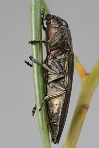 Melobasis cupreovittata cupreovittata, PL0729B, female, on Acacia calamifolia, NL